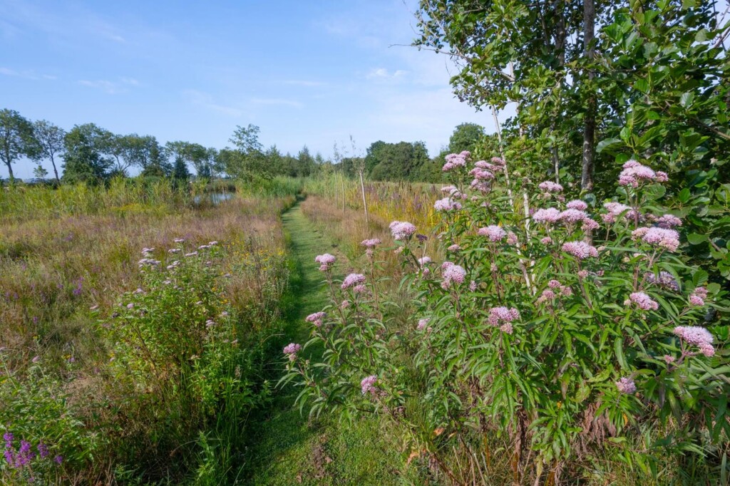 natuurgebied de Kievit