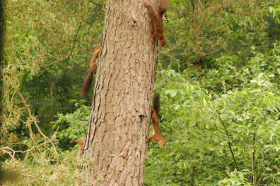 Natuurshot van de week: eekhoorns