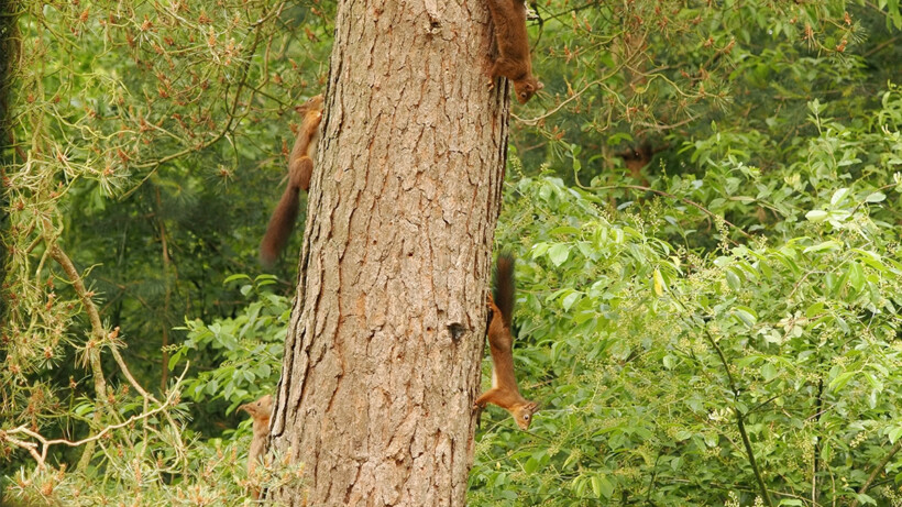 Natuurshot van de week: eekhoorns