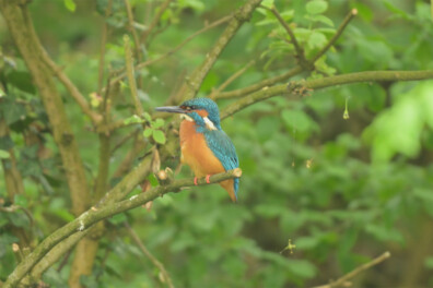 Natuurshot van de week: ijsvogel