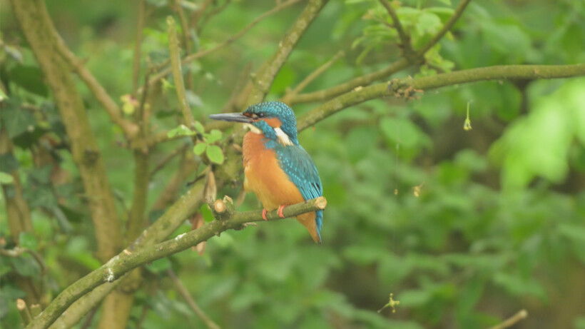 Natuurshot van de week: ijsvogel