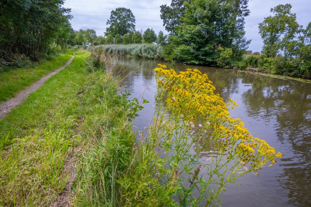 Jakobskruiskruid langs de Oude Rijn