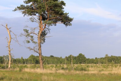 Roots-wandeling: lappendeken aan landschappen rond het Witte Veen