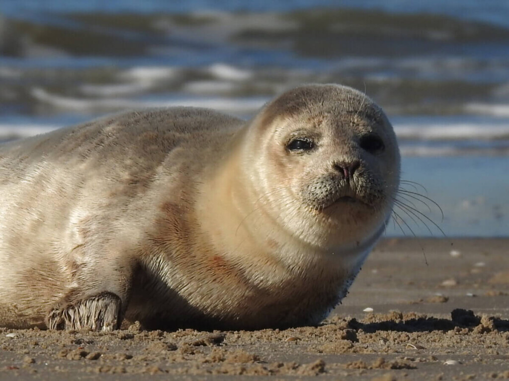 zeehond