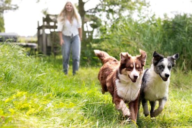 Australian shepherd: kameraadje voor wie buiten is