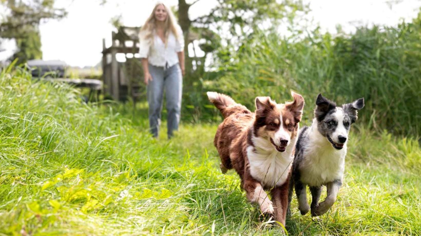 Australian shepherd: kameraadje voor wie buiten is