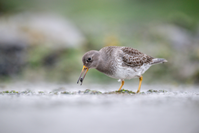 De mooiste foto’s van watervogels