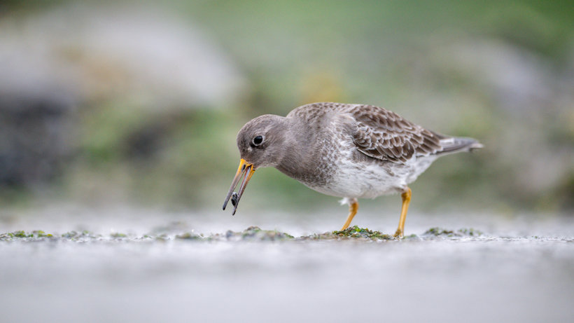 De mooiste foto’s van watervogels
