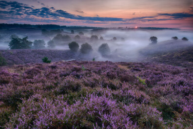 De 10 mooiste foto’s van bloeiende heide