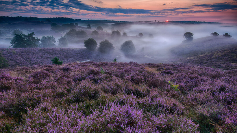 De 10 mooiste foto’s van bloeiende heide