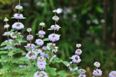 5x planten tegen muggen