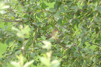 Natuurshot van de week: spotvogel