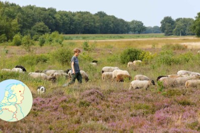 Boswachterspad Oer ’t Veld: Drenthe van toen