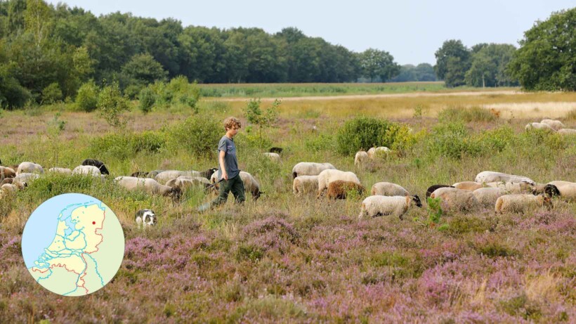 Boswachterspad Oer ’t Veld: Drenthe van toen