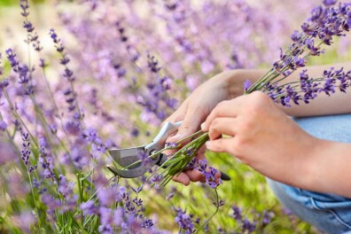 Snoeien en verzorgen: zo blijft lavendel gezond en vol bloemen