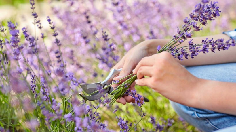 Snoeien en verzorgen: zo blijft lavendel gezond en vol bloemen
