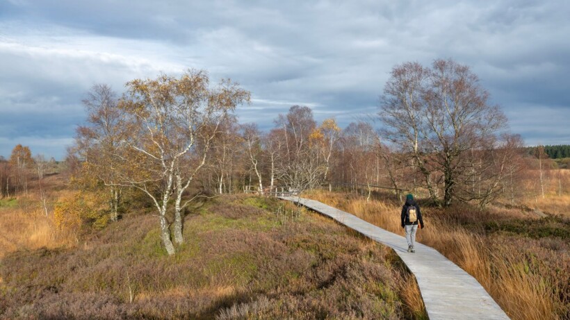 Wandelen Hoge Venen: over het dak van België