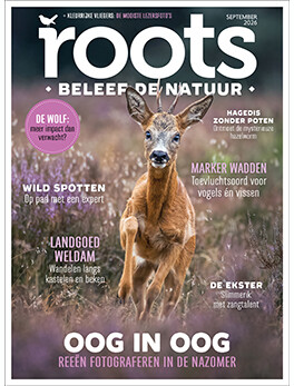 Roots september