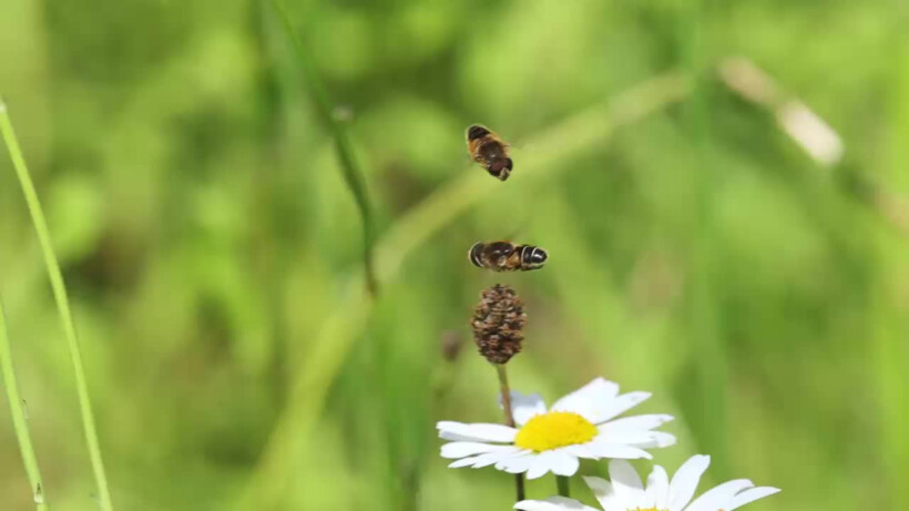 Natuurshot van de week: zweefvliegen