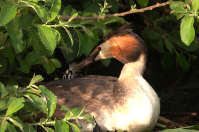 Natuurshot van de week: fuut met jong