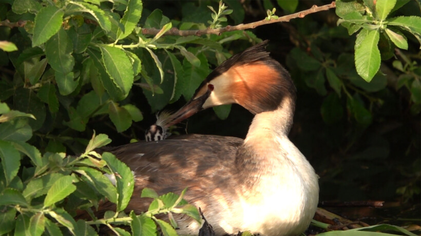 Natuurshot van de week: fuut met jong