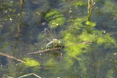 Natuurshot van de week: keizerlibel