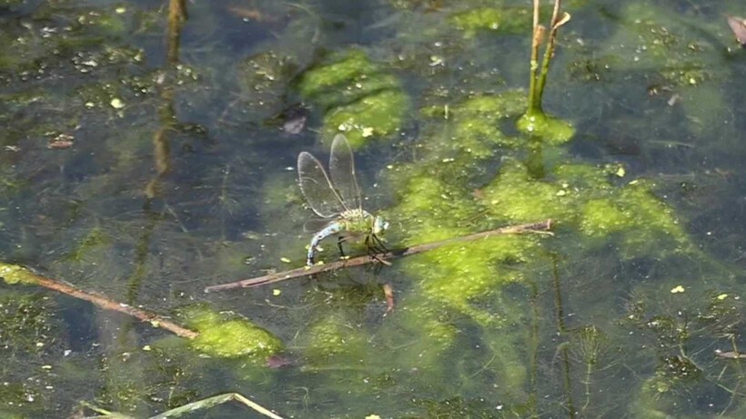 Natuurshot van de week: keizerlibel