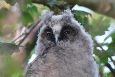 Natuurshot van de week: ransuil met braakbal