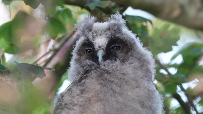 Natuurshot van de week: ransuil met braakbal