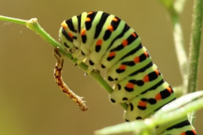 Natuurshot: rups koninginnepage ontmoet andere rups