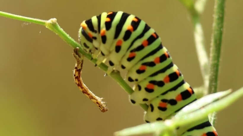 Natuurshot: rups koninginnepage ontmoet andere rups