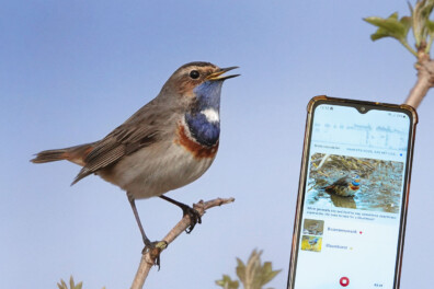 Welke vogel hoor ik? Deze hulpmiddelen helpen soorten te herkennen