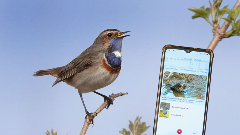 Welke vogel hoor ik? Deze hulpmiddelen helpen soorten te herkennen