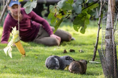 Cavia’s buiten houden: bij Maurits lopen ze vrij op het erf