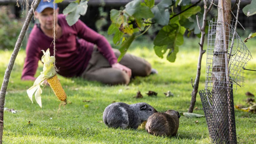 Cavia’s buiten houden: bij Maurits lopen ze vrij op het erf