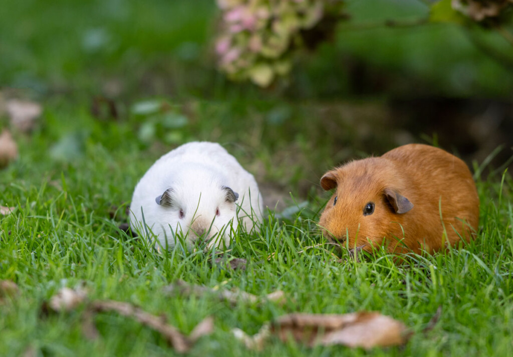 cavia buiten houden