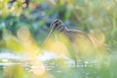 Dit zijn ze dan: de winnaars van de Grote Roots Natuurfotowedstrijd 2026