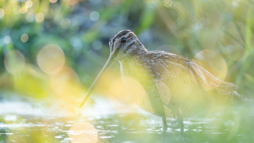 Dit zijn ze dan: de winnaars van de Grote Roots Natuurfotowedstrijd 2026