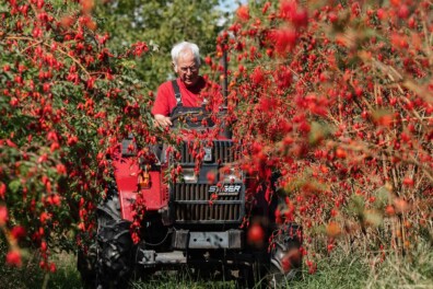 Rozenbotteltuin De Put: oogsten met de hand, net als vroeger