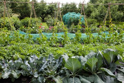 Wat kost een moestuin?
