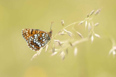 De 10 mooiste foto’s van vlinders en libellen