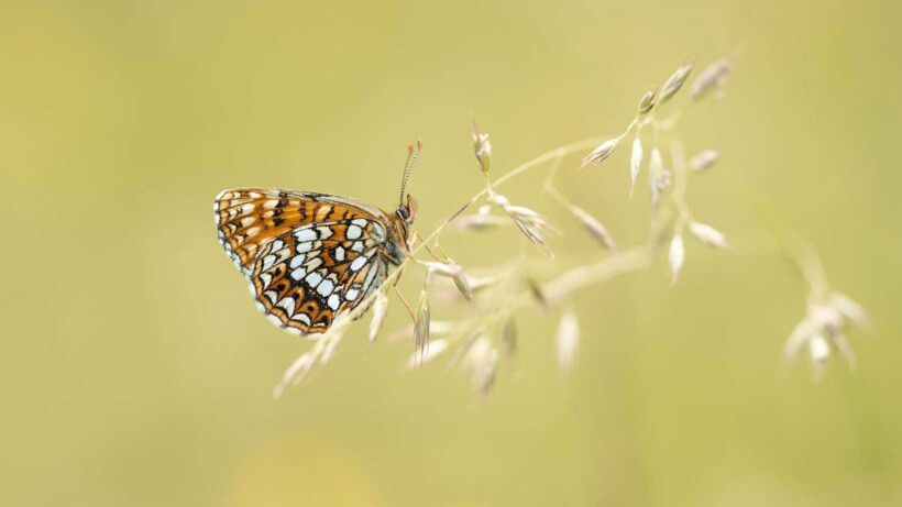 De 10 mooiste foto’s van vlinders en libellen