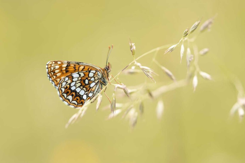 De 10 mooiste foto’s van vlinders en libellen
