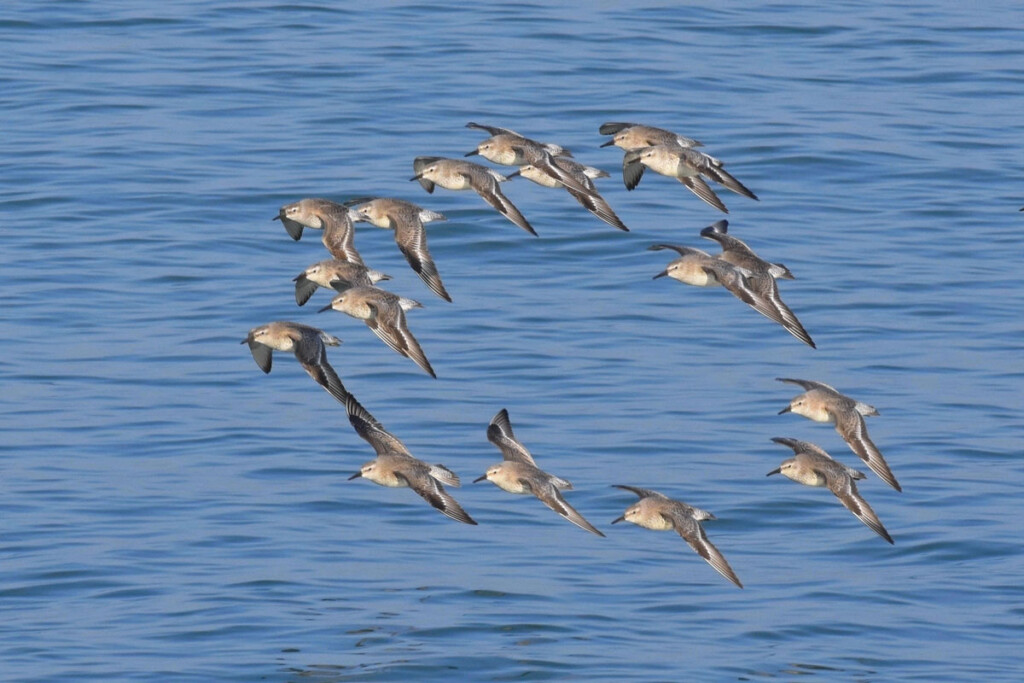 vogels zee formatie