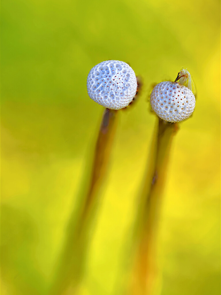 uitgebloeide paardenbloem