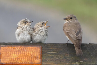 Natuurshot van de week: grauwe vliegenvangers