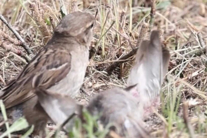 Natuurshot van de week: huismus