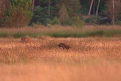 Natuurshot van de week: jagende vos en reebok