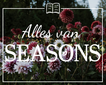 Dahlia's