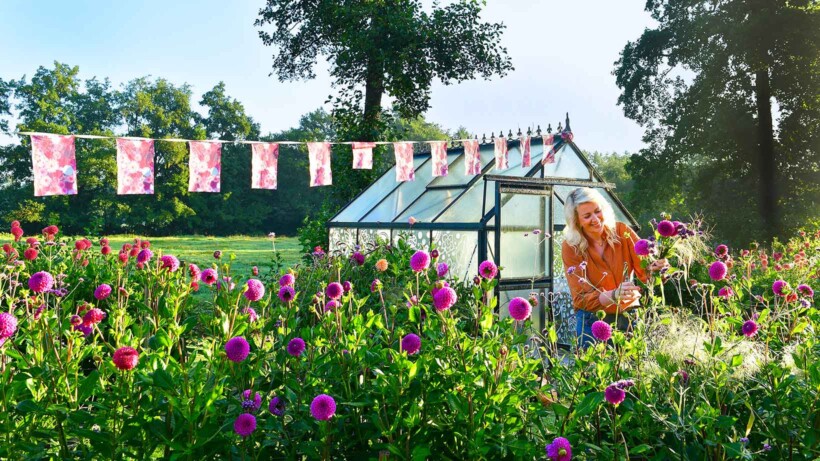 Dahlia’s kweken: de jaarplanning van dahliatopper Jitske